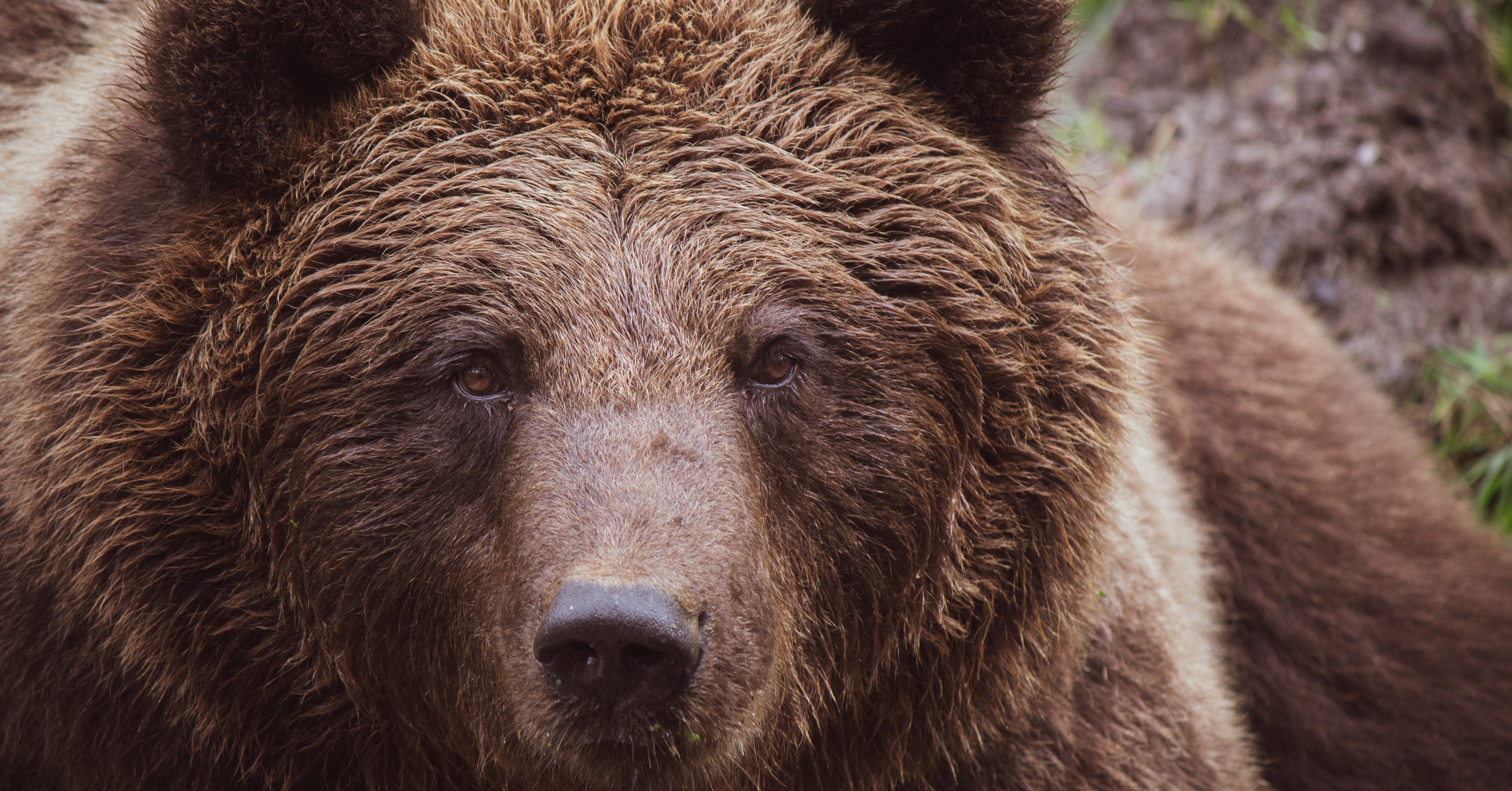 Close-up Photo of Grizzly Bear