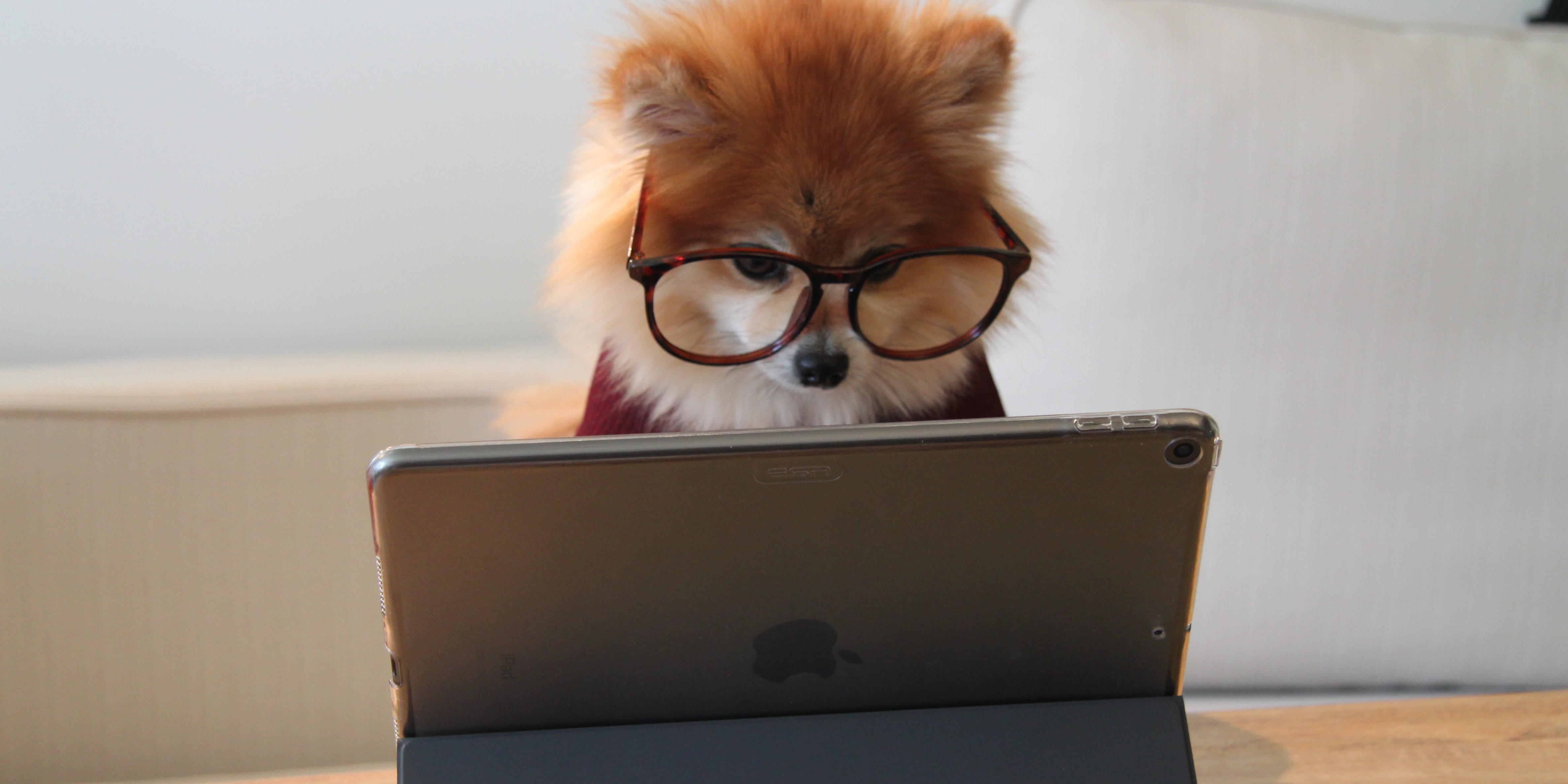 a dog wearing glasses and using an ipad